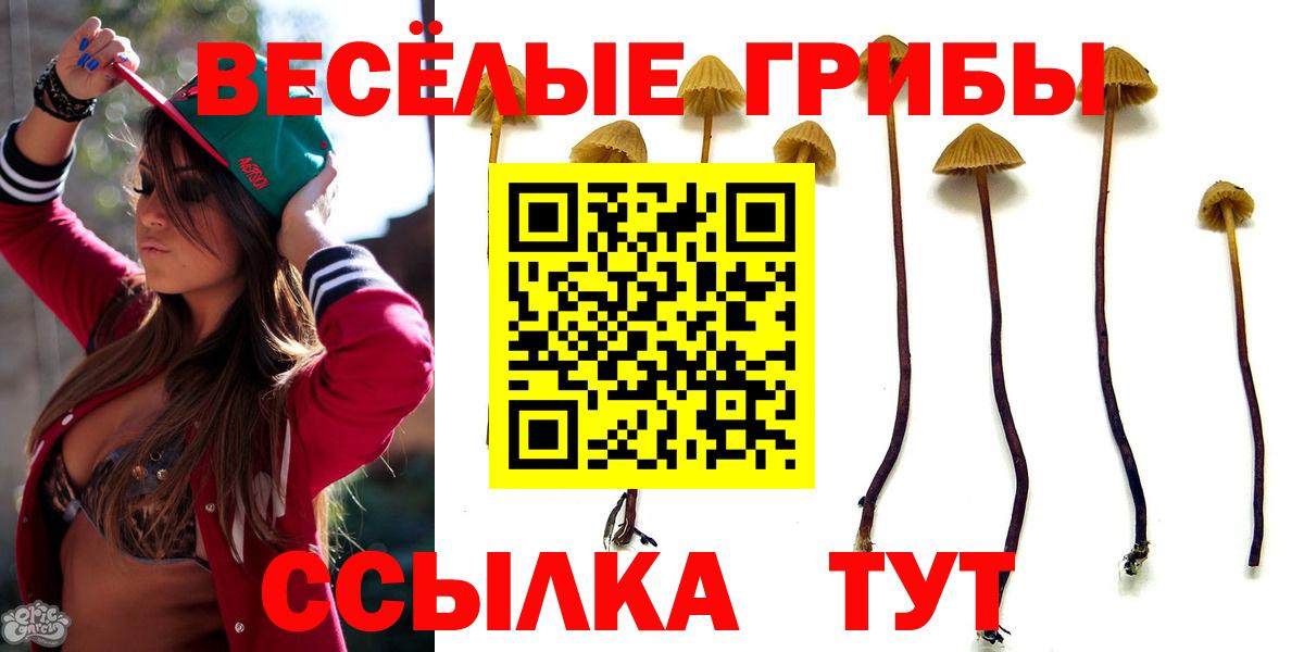 Галлюциногенные грибы Psilocybe Димитровград